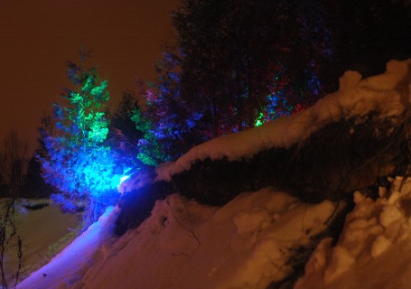 Image of a forest illuminated with multicoloured LEDs